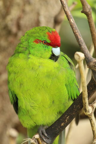 File:Parakeet.jpg