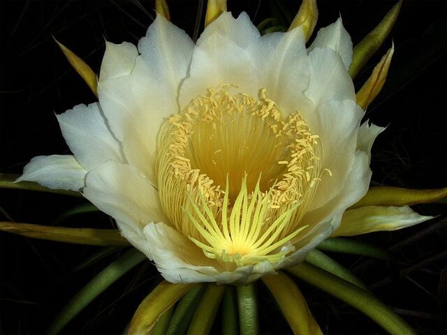 File:800px-Night-blooming cereus paniniokapunahoa.jpg