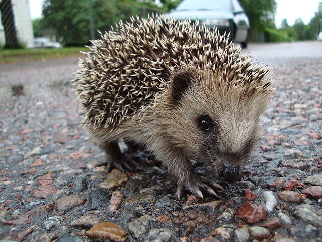 File:Erinaceus europaeus.jpg