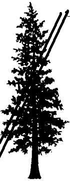 File:Cedar tree.jpg
