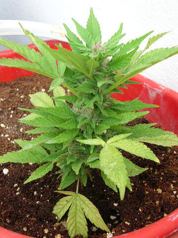 File:SKJ Marihuana.jpg