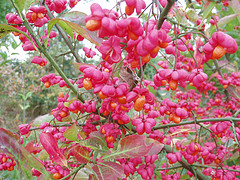 File:1747583867 e8e4abef94 m.jpg