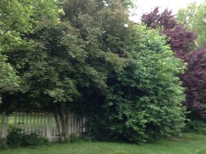 Trees 1