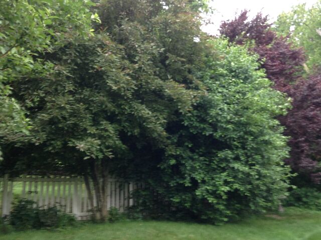File:Trees 1.jpeg