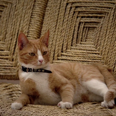 Image result for Mr. Snuggly midnight texas