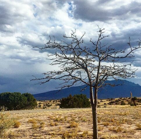 File:Desert tree.jpg