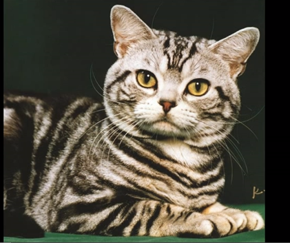 File:Kibbles.png
