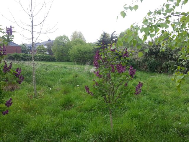 File:Purple lilac 2014.jpg
