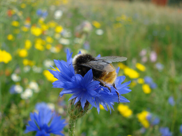 File:Beeoncornflower.jpg