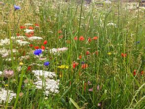 Halton Wildflower Meadow 2014