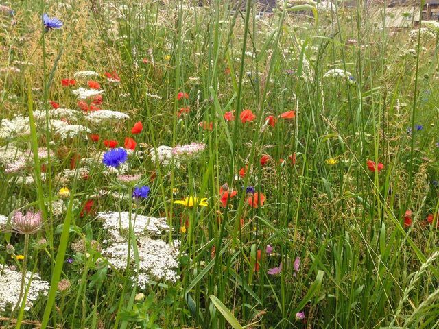 File:Halton Wildflower Meadow 2014.jpg