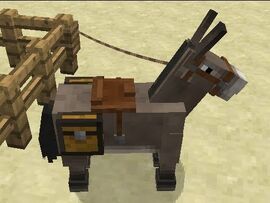 Horses