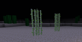 Sugar cane bug