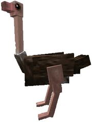 Ostrich