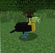 Toucan