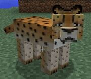 Cheetah