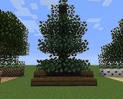 File:Spruce Tree.jpg
