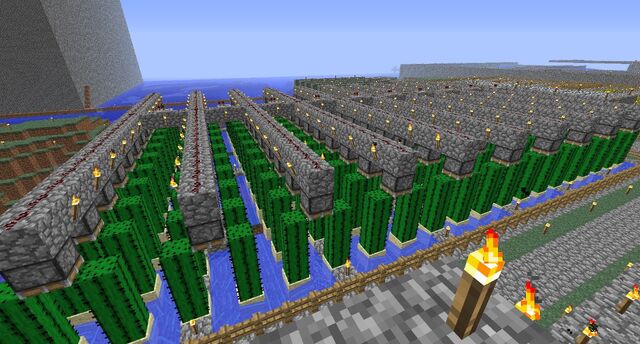 File:A cactus farm.jpg