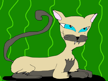1° Gato siamês
