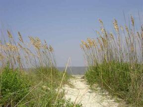 Tall Grass