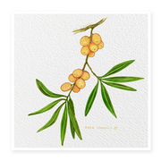 Sea-buckthorn
