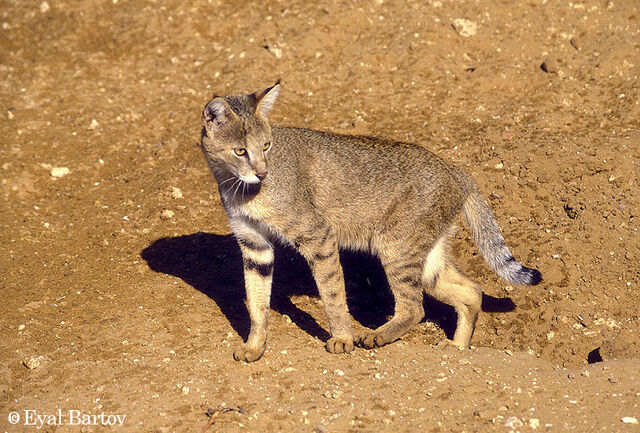 Archivo:Felis chaus.jpg
