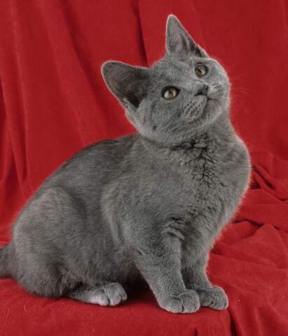 Archivo:Chartreux.jpg