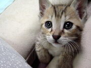 Gatos