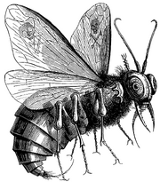 Belcebú mosca.png