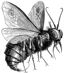 Belcebú mosca.png