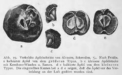 Apfelfunde RdgA Bd1, Abb.019.jpg