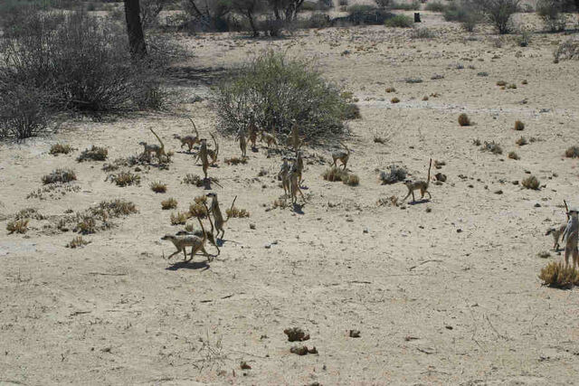 File:Efrafa Mob.jpg