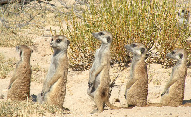 File:Prarie Dogs Mob.png