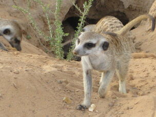 Pokey Warthog