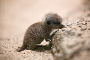Black meerkat
