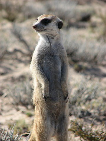 File:Shrike.jpg