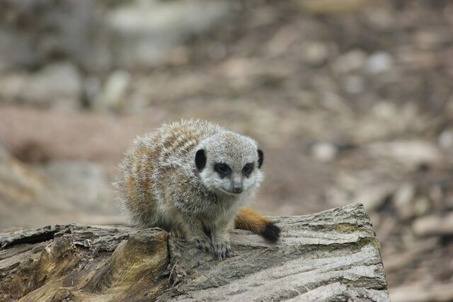 File:Жжmeerkat-on-a-log.jpg