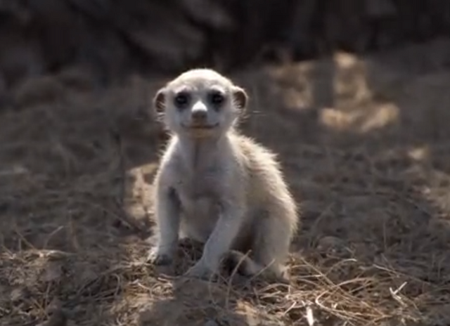 File:Rocket Dog actress.png