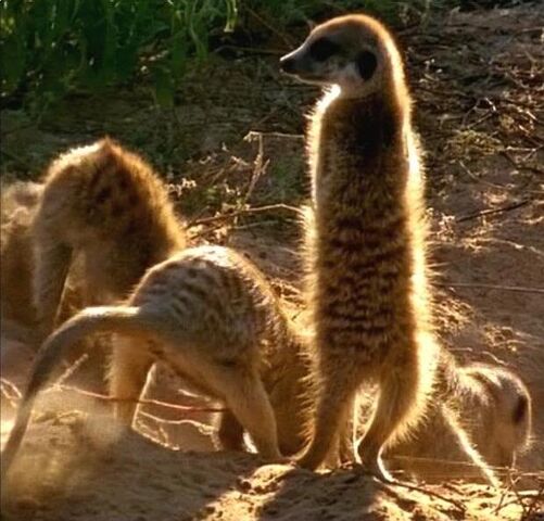 File:Diggers Mob.jpg