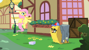 Fluttershy assustada com a fantasia de feno de Pinkie T1E25