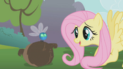 Fluttershy meets a parasprite.png