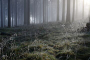 Feldberg forest mists