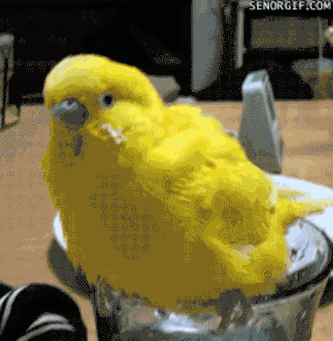 File:Anigif optimized-11462-1426629610-5.gif