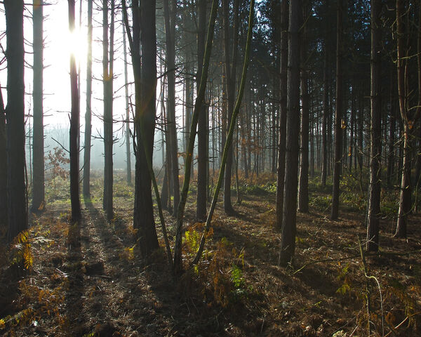 File:Sun through pine trees.jpg