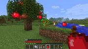 The Life of Apples