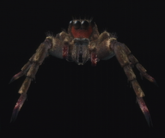 Jumping Maneater