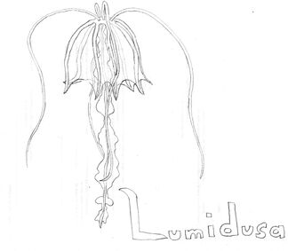 Lumidusa