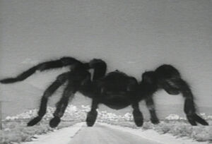 Tarantula7