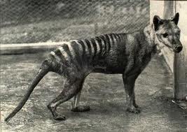Tasmania tiger