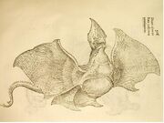 Draco Aldrovandi.jpg